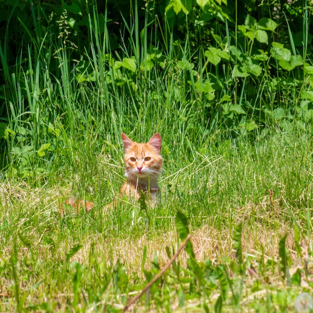 Czerwony kot w zielonej trawie na wiosnę lub lato rano