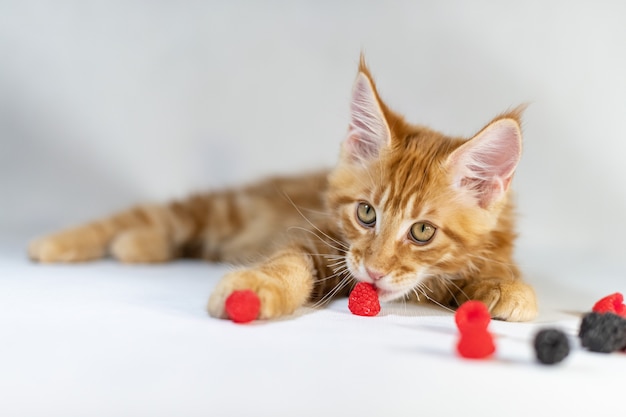 Czerwony Kotek Rasy Maine Coon. Urocza, Największa I Piękna Rasa Kotów. Białe Tło