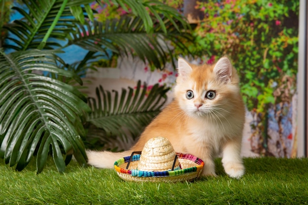 czerwony kotek w słomkowym kapeluszu i okularach przeciwsłonecznych na tle palmy koncepcja relaxa
