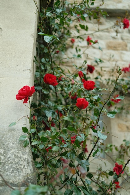 Zdjęcie czerwony krzew róży z zielonymi liśćmi i białą ścianą w tle