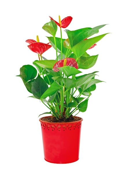 Czerwony kwiat anthurium