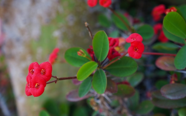 Czerwony kwiat euphorbia milii