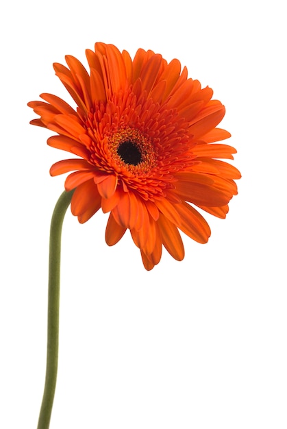 Czerwony Kwiat Gerbera