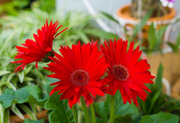 Czerwony kwiat Gerbera.