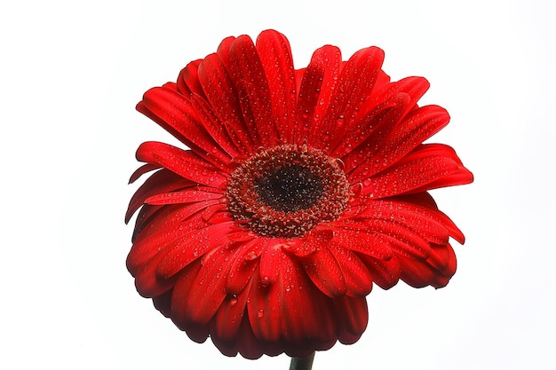 czerwony kwiat gerbery / czerwony piękny letni kwiat, koncepcja zapachu zapachu