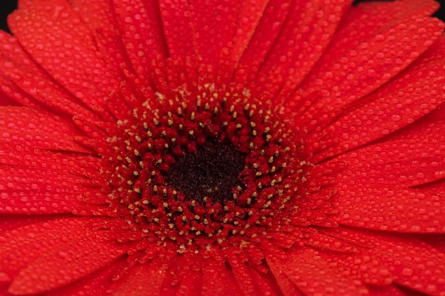 Czerwony kwiat gerbery z bliska