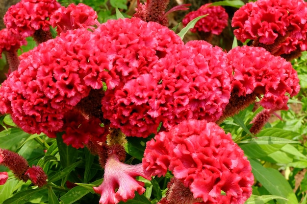 czerwony kwiat grzebienia koguta w środku tropikalnego ogrodu. celosia cristata. kwiat grzebienia.