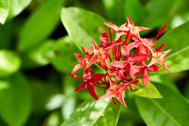 czerwony kwiat ixora coccinea