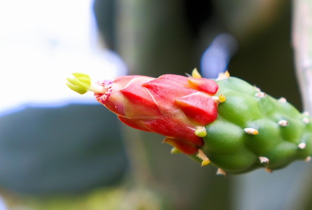 Czerwony kwiat kaktusa tropikalne rośliny flory