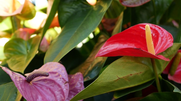 Czerwony kwiat lilii kalii, ciemnozielone liście, kwiat kwiatowy, egzotyczna tropikalna roślina botaniczna aron