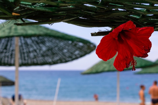 Zdjęcie czerwony kwiat na plaży