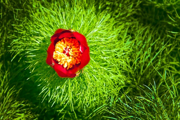 Czerwony kwiat na zielonym tle