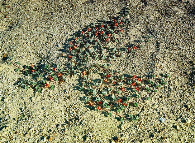 Czerwony kwiat pustyni, mongolski Ałtaj, mongolia