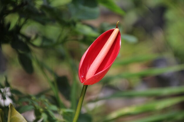 Czerwony kwiat rośliny doniczkowej Anthurium sfotografowany z bliskiej odległości