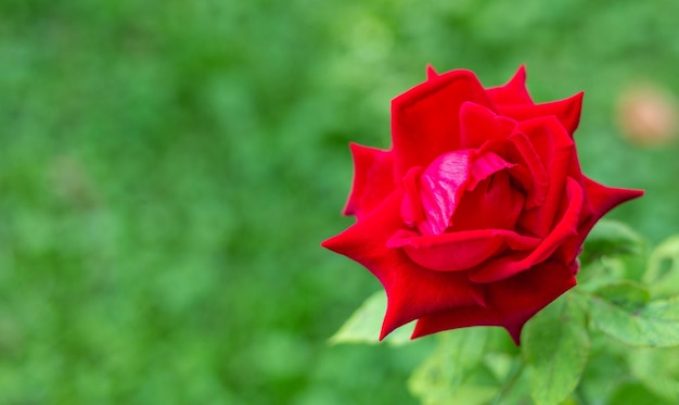 Czerwony kwiat róży kwitnący na drzewie róży i liściach róży na zielonym tle rozmycia natury