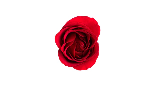 Czerwony kwiat róży na białym tle na białej powierzchni