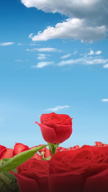 Czerwony kwiat róży na polu