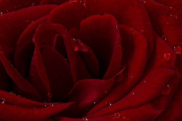 Czerwony kwiat róży z bliska