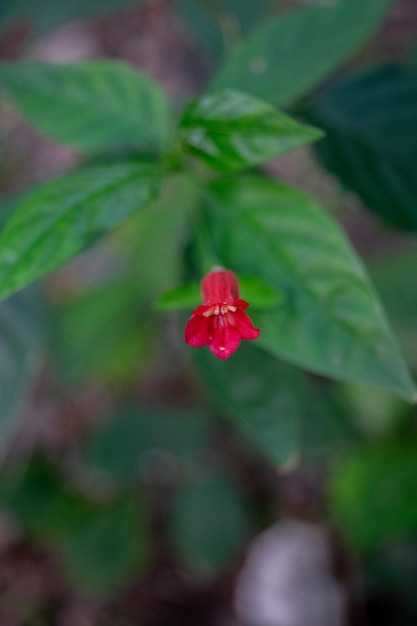 Czerwony kwiat Ruellia brevifolia