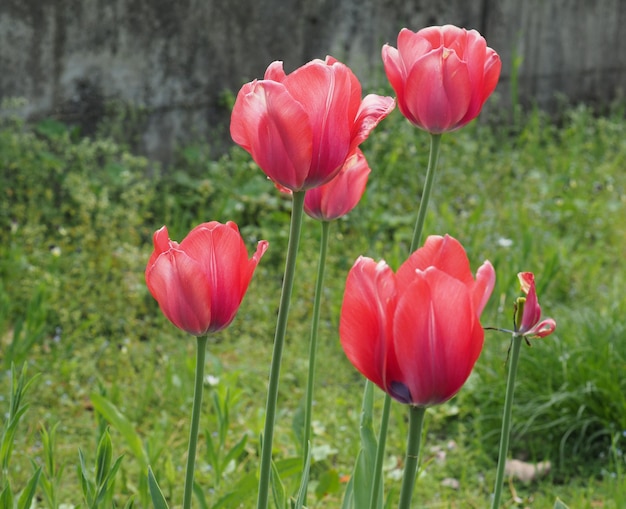 Czerwony kwiat tulipanów