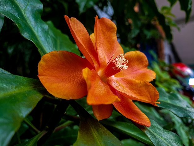 Czerwony kwiat vintage na tle ogrodu piękna koncepcja natury tropikalny liść
