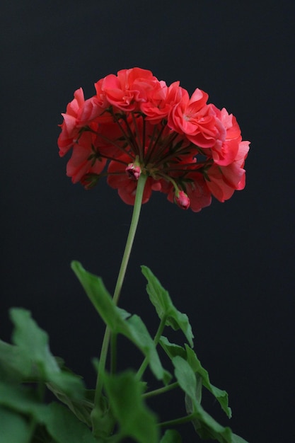 Czerwony kwiat z zieloną łodygą znajduje się przed czarnym tłem.