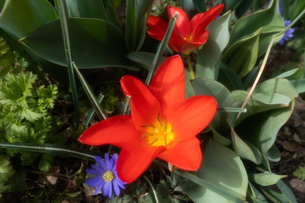 Zdjęcie czerwony kwiat z żółtym środkiem otoczony jest innymi kwiatami.