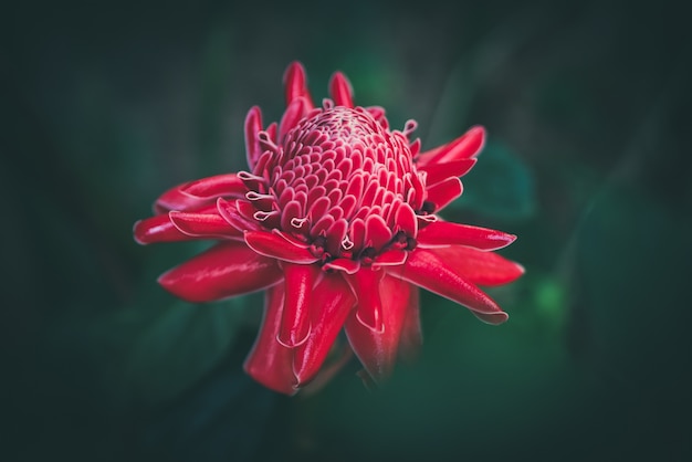 Zdjęcie czerwony kwiat