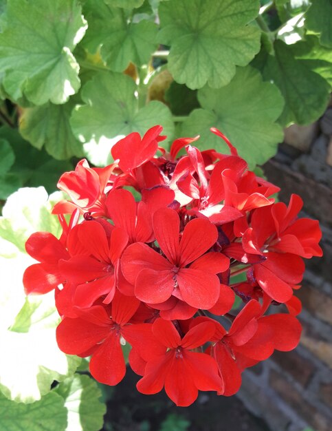 Zdjęcie czerwony kwiat
