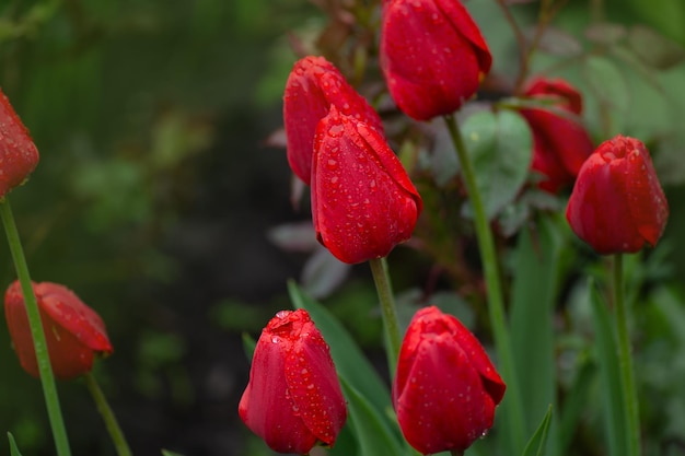 Czerwony kwietnik wiosennych tulipanów Czerwone tulipany tło