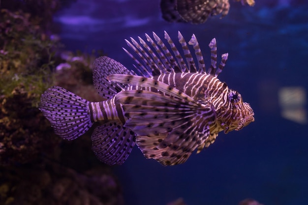 Czerwony lionfish zbliżenie w akwarium