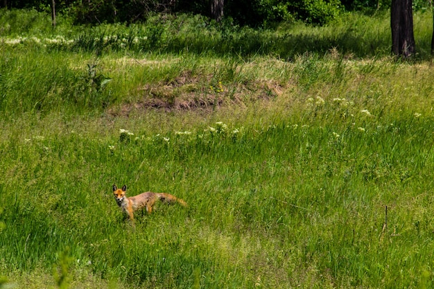 Czerwony lis (Vulpes Vulpes) na zielonej łące. Lis na wolności