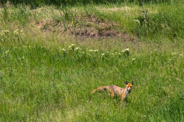 Czerwony Lis (vulpes Vulpes) Na Zielonej łące. Lis Na Wolności