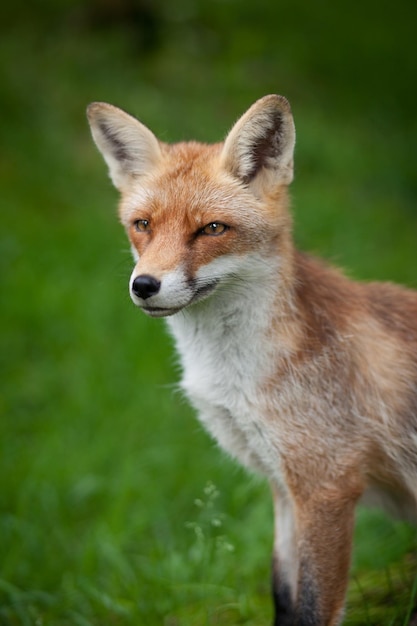 Czerwony lis Vulpes vulpes