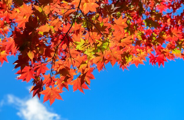 Czerwony liść klonowy na niebieskim niebie, natura liść