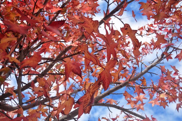 Czerwony liść klonu na drzewie z chmurami i tłem nieba