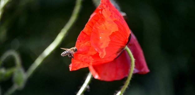 czerwony mak i pszczoła poranne zdjęcia na obrazie natury