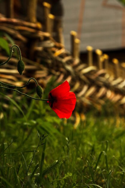 Zdjęcie czerwony mak. mak na tle bokeh. piękny kwiat