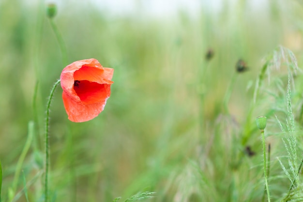 Czerwony makowy kwiat na zamazanego tła zielonej trawie