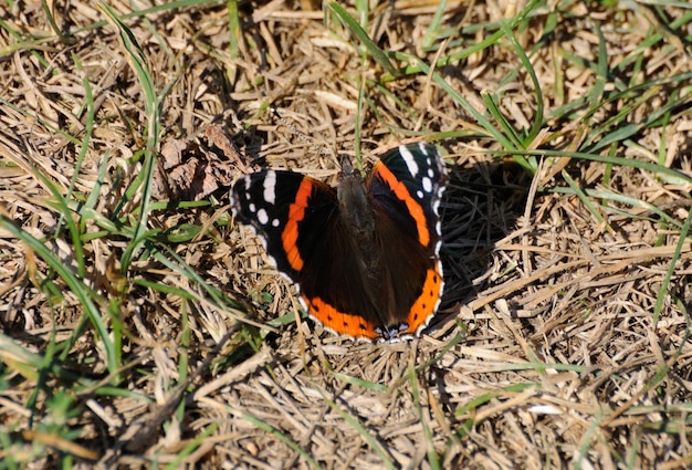 Czerwony Motyl Admirał Vanessa Atalanta Siedzi Na Suchych Liściach W Słoneczny Letni Dzień