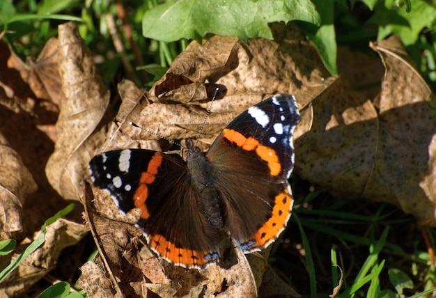 Czerwony motyl admirał Vanessa atalanta siedzi na suchych liściach w słoneczny letni dzień