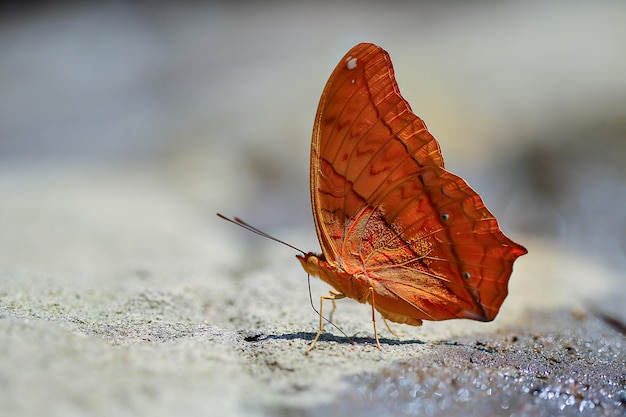 Czerwony Motyl Na Drodze.