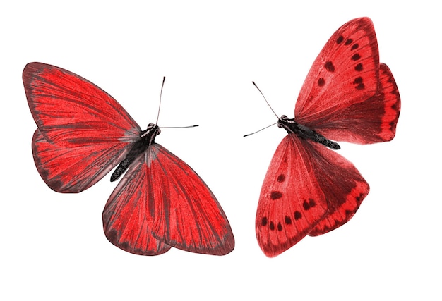 Czerwony motyl. naturalny owad. na białym tle