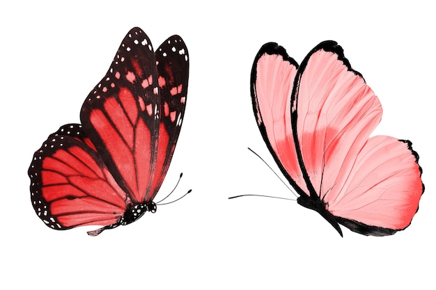 czerwony motyl. naturalny owad. na białym tle