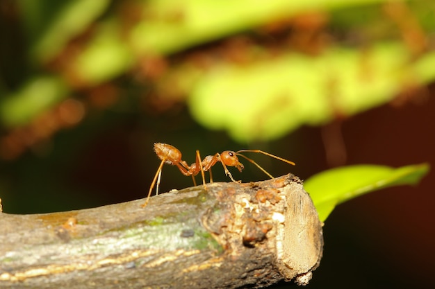 Czerwony Mrówka Strażnik Na Kija Drzewie W Naturze Przy Thailand