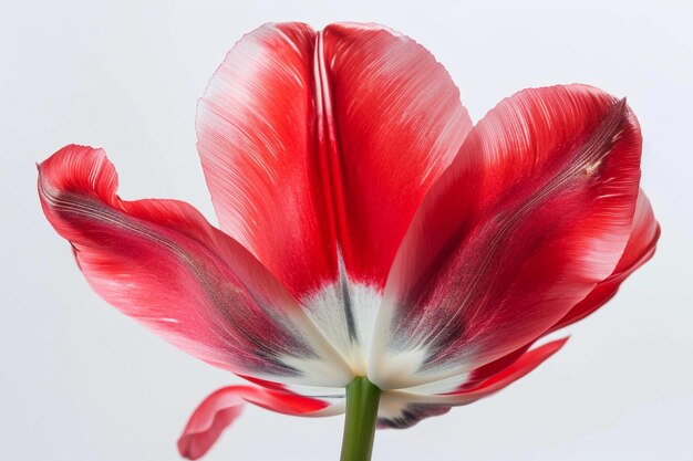 Zdjęcie czerwony otwarty tulipan izolowany na białej powierzchni