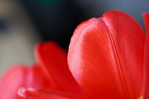 Czerwony otwarty tulipan Kwiatowy wzór tła płatki tulipana makro