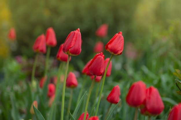 Czerwony piękny tulipan Parad Czerwone tulipany z zielonymi liśćmi