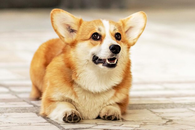 Czerwony pies corgi na spacerze