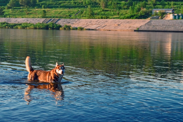 Czerwony pies husky pływa w rzece w słoneczny letni ciepły wieczór